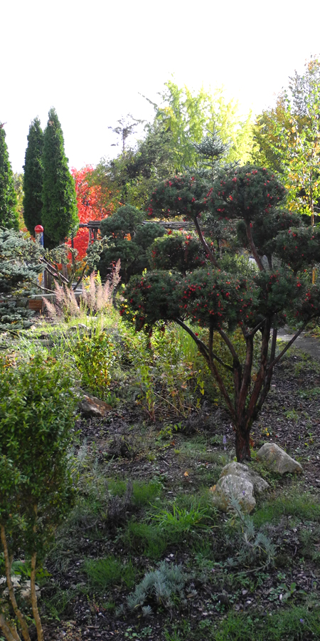 Rosen- und Gartenbaumschule Weishaupt, 85368 Moosburg für ganz Oberbayern – Markus Hiller