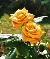 Floristik Rosen- und Gartenbaumschule Weishaupt in 85368 Moosburg