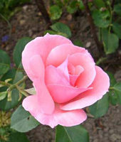 Floristik Rosen- und Gartenbaumschule Weishaupt in 85368 Moosburg