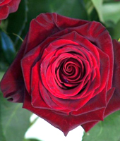 Floristik Rosen- und Gartenbaumschule Weishaupt in 85368 Moosburg