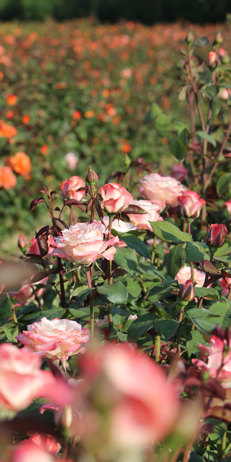 Rosen Weishaupt – Martina bei ihrer Lieblingsbeschäftigung