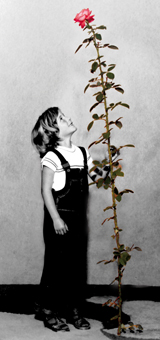 Rosen- und Gartenbaumschule Weishaupt, Martina Weishaupt